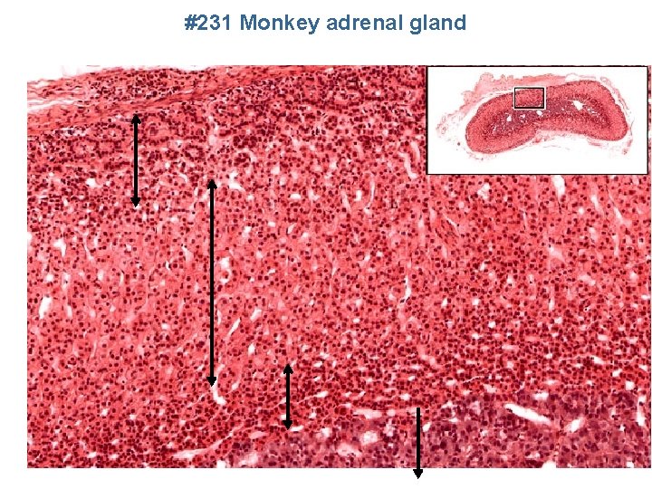 #231 Monkey adrenal gland 