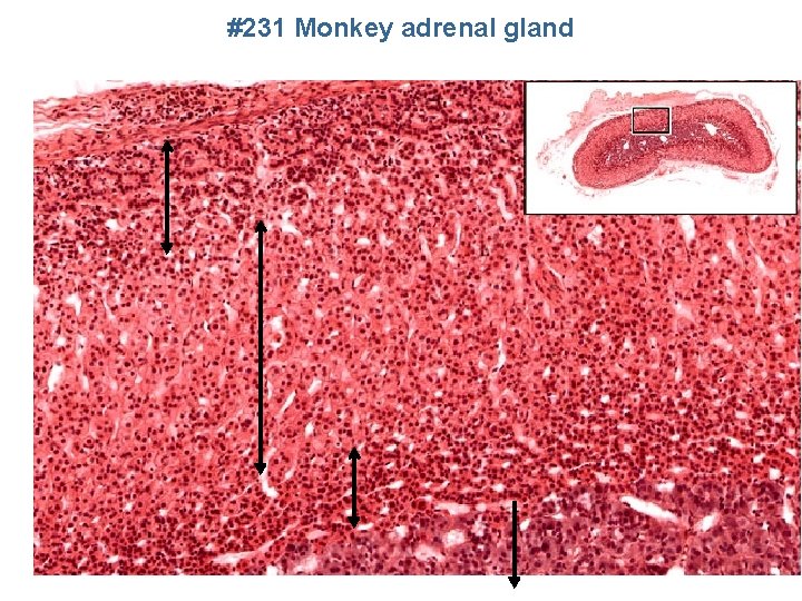 #231 Monkey adrenal gland 