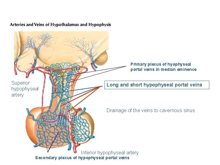 Primary plexus of hyophyseal portal veins in median eminence Superior hypophyseal artery Long and