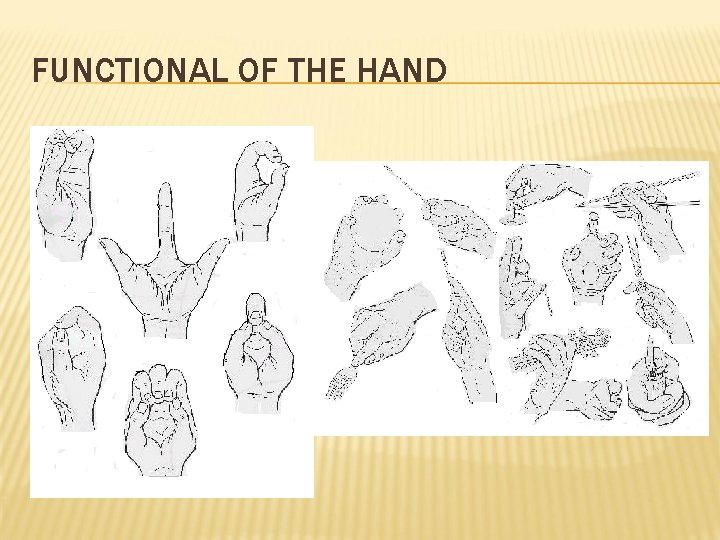 FUNCTIONAL OF THE HAND 