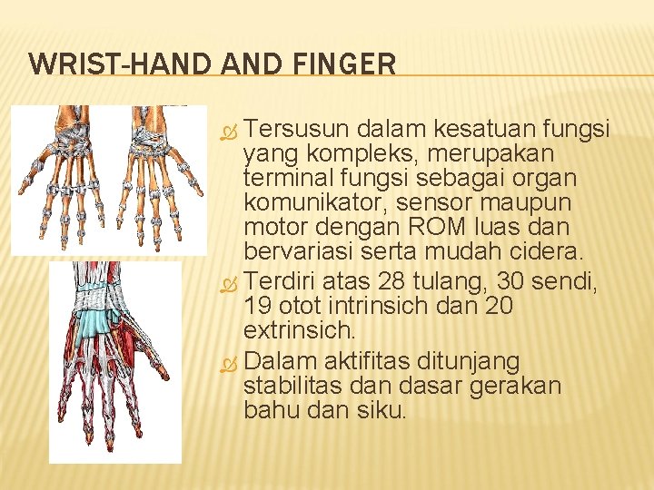 WRIST-HAND FINGER Tersusun dalam kesatuan fungsi yang kompleks, merupakan terminal fungsi sebagai organ komunikator,