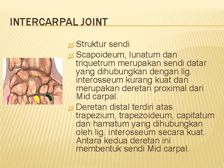 INTERCARPAL JOINT Struktur sendi Scapoideum, lunatum dan triquetrum merupakan sendi datar yang dihubungkan dengan