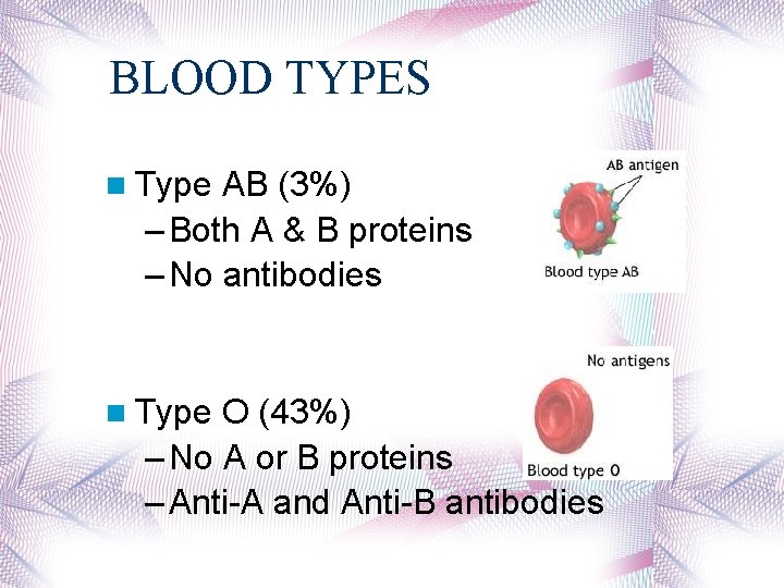 BLOOD TYPES Type AB (3%) – Both A & B proteins – No antibodies