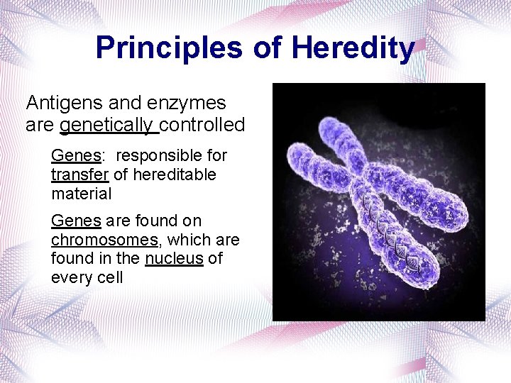 Principles of Heredity Antigens and enzymes are genetically controlled Genes: responsible for transfer of