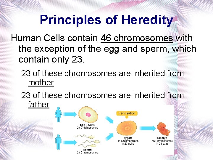 Principles of Heredity Human Cells contain 46 chromosomes with the exception of the egg