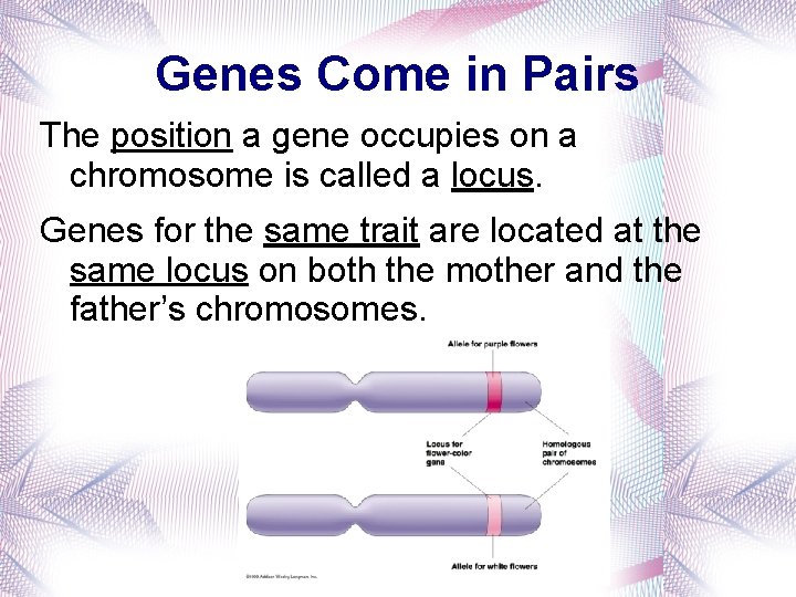 Genes Come in Pairs The position a gene occupies on a chromosome is called