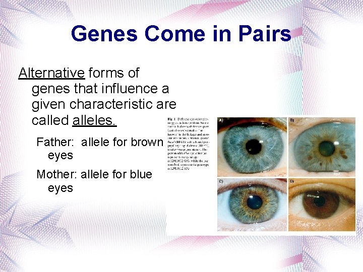 Genes Come in Pairs Alternative forms of genes that influence a given characteristic are