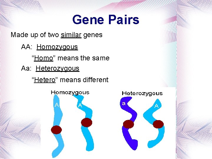 Gene Pairs Made up of two similar genes AA: Homozygous “Homo” means the same