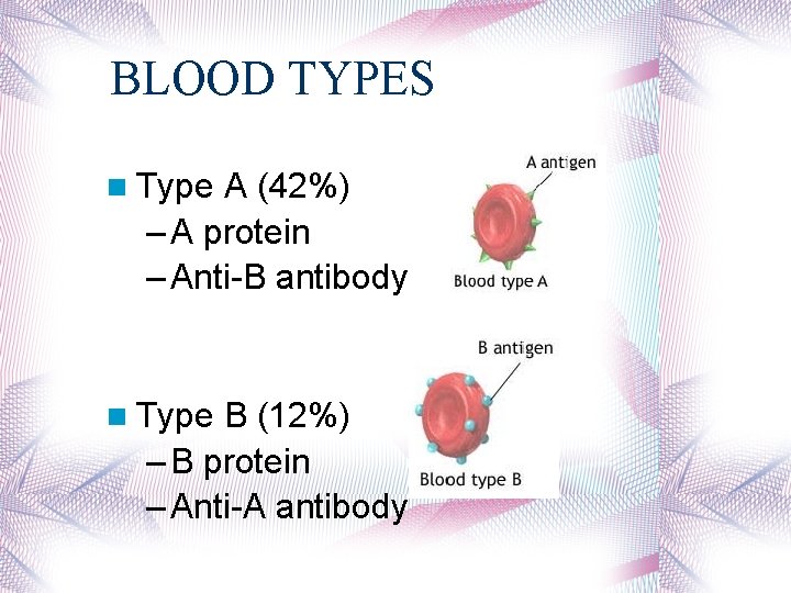 BLOOD TYPES Type A (42%) – A protein – Anti-B antibody Type B (12%)