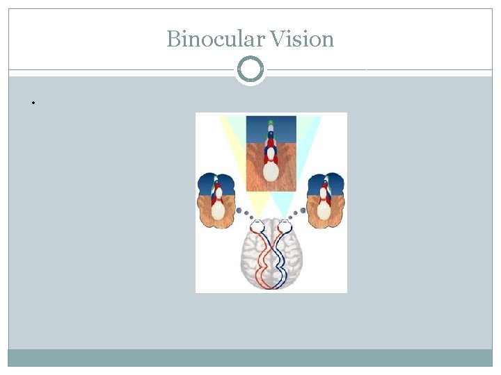 Binocular Vision. 