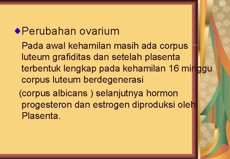 Perubahan ovarium Pada awal kehamilan masih ada corpus luteum grafiditas dan setelah plasenta terbentuk