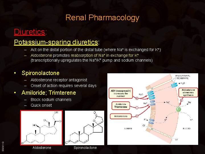 Renal Pharmacology Diuretics: Potassium-sparing diuretics: – Act on the distal portion of the distal