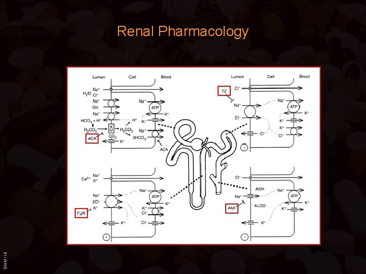 BIMM 118 Renal Pharmacology 