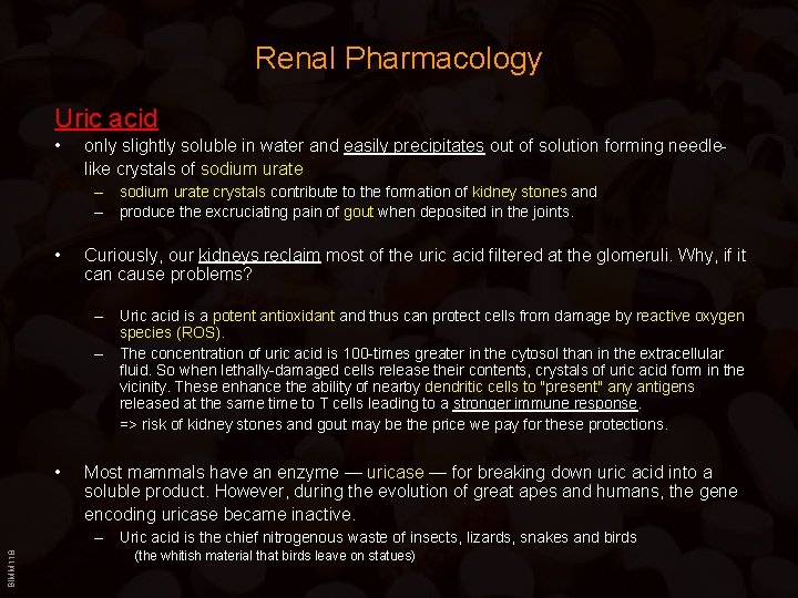 Renal Pharmacology Uric acid • only slightly soluble in water and easily precipitates out