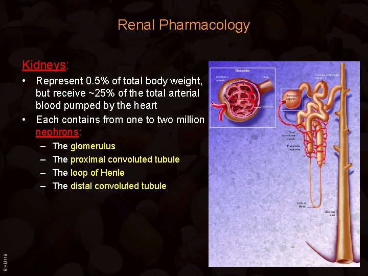 Renal Pharmacology Kidneys: • Represent 0. 5% of total body weight, but receive ~25%