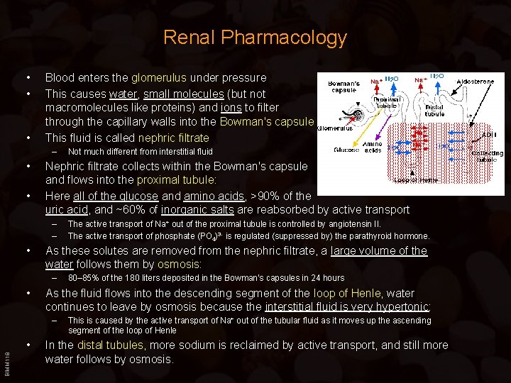Renal Pharmacology • • • Blood enters the glomerulus under pressure This causes water,