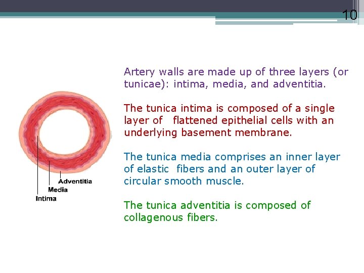 10 Artery walls are made up of three layers (or tunicae): intima, media, and