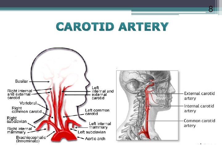 8 CAROTID ARTERY 