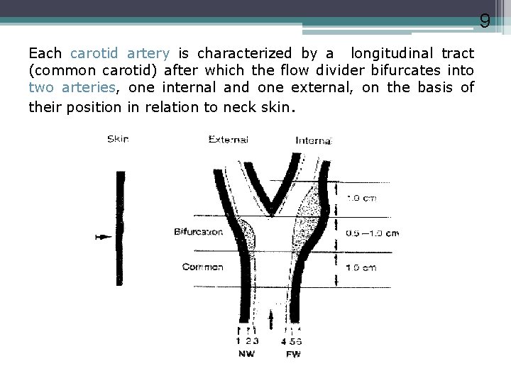 9 Each carotid artery is characterized by a longitudinal tract (common carotid) after which