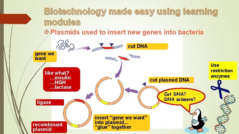 Biotechnology made easy using learning modules Plasmids used to insert new genes into bacteria