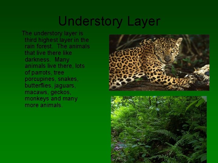 Amazing Rainforest By Annastasia Nichols Emily Jauregui What