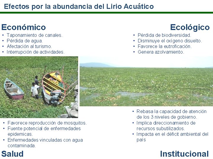 Efectos por la abundancia del Lirio Acuático Económico • • Taponamiento de canales. Pérdida