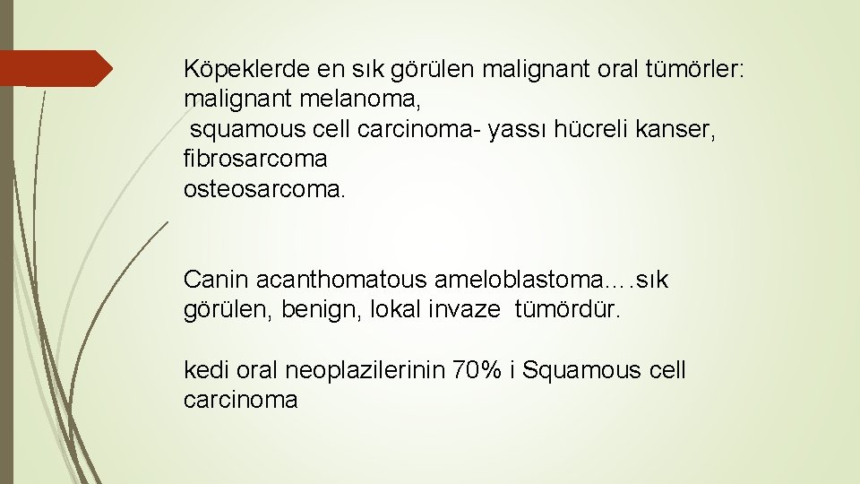 Köpeklerde en sık görülen malignant oral tümörler: malignant melanoma, squamous cell carcinoma- yassı hücreli