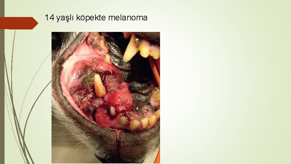 14 yaşlı köpekte melanoma 