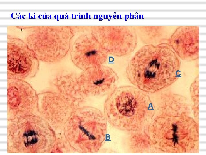 Các kì của quá trình nguyên phân D C A B 