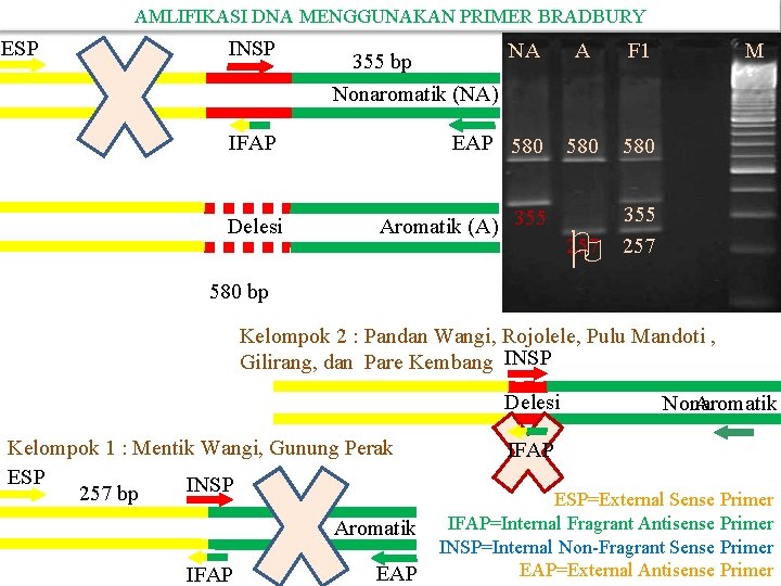 AMLIFIKASI DNA MENGGUNAKAN PRIMER BRADBURY ESP INSP NA 355 bp A F 1 580