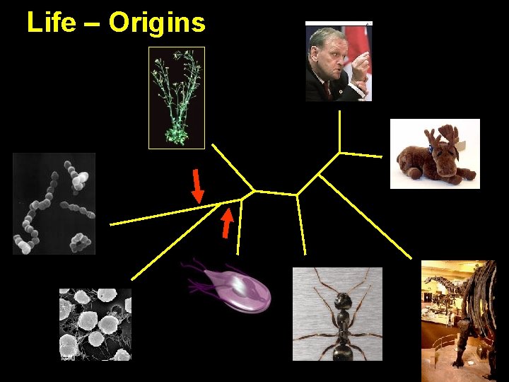 Life – Origins 