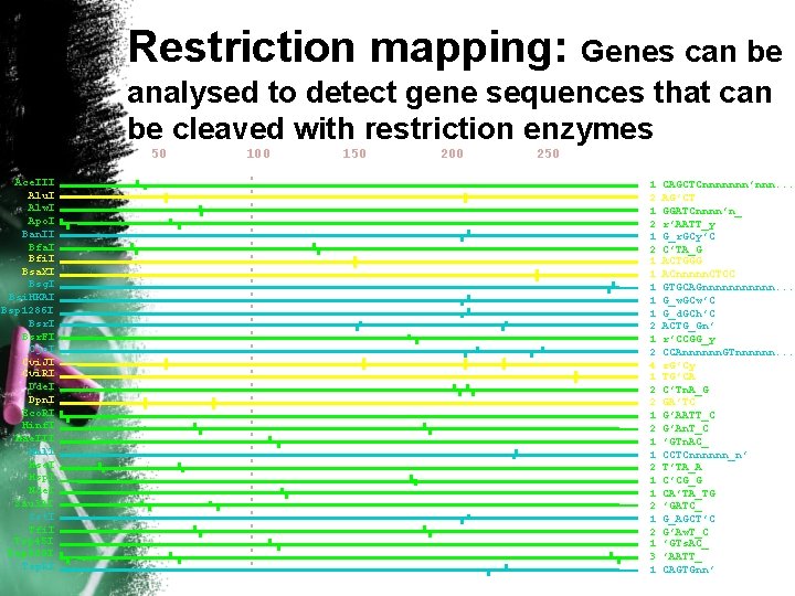 Restriction mapping: Genes can be analysed to detect gene sequences that can be cleaved
