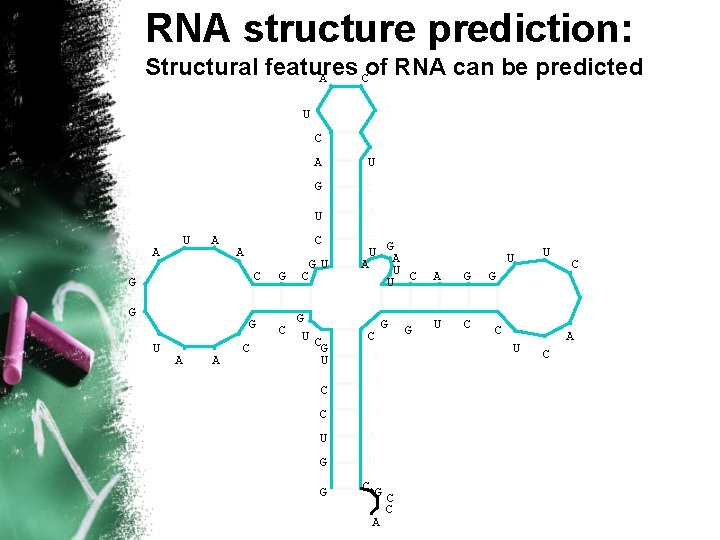 RNA structure prediction: Structural features of RNA can be predicted A C G U