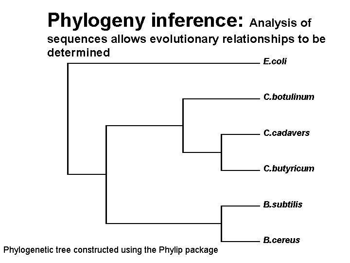 Phylogeny inference: Analysis of sequences allows evolutionary relationships to be determined E. coli C.