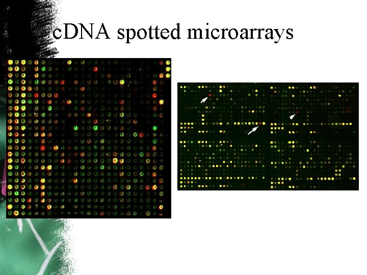 c. DNA spotted microarrays 