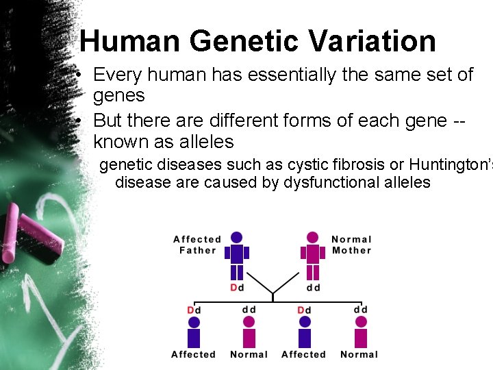 Human Genetic Variation • Every human has essentially the same set of genes •