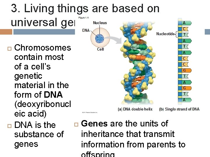 3. Living things are based on universal genetic code Chromosomes contain most of a