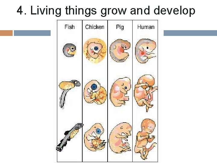 4. Living things grow and develop 