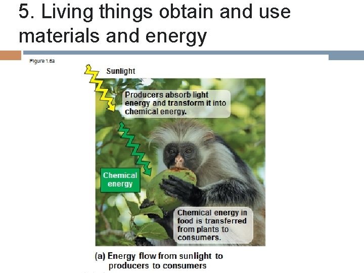 5. Living things obtain and use materials and energy 