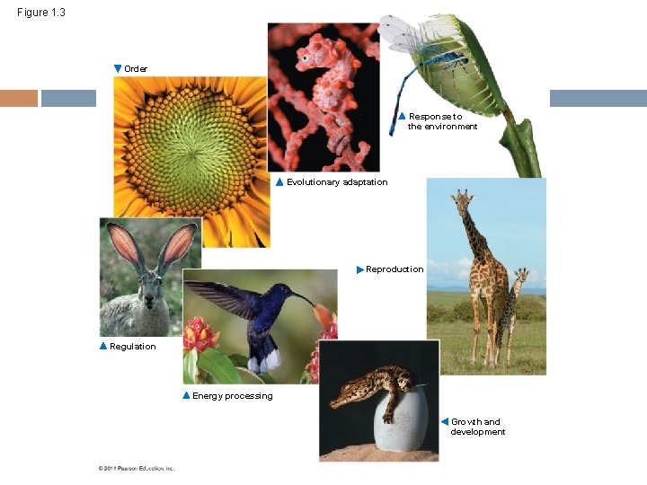 Figure 1. 3 Order Response to the environment Evolutionary adaptation Reproduction Regulation Energy processing