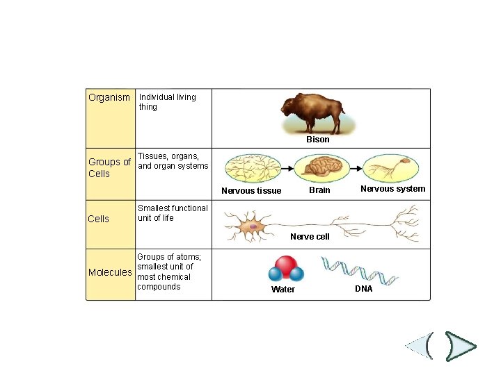 Figure 1 -21 Levels of Organization continued Section 1 -3 Organism Individual living thing