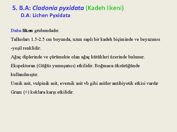 5. B. A: Cladonia pyxidata (Kadeh likeni) D. A: Lichen Pyxidata Dalsı liken grubundadır.