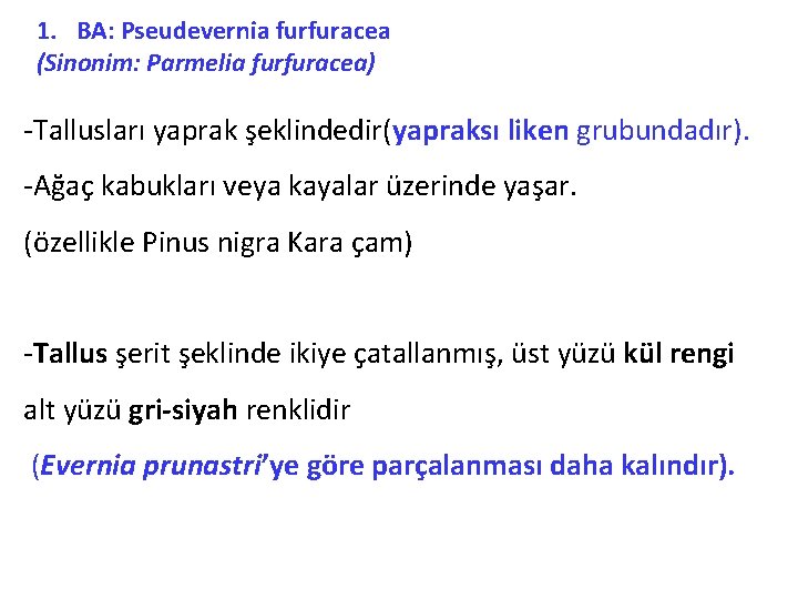 1. BA: Pseudevernia furfuracea (Sinonim: Parmelia furfuracea) -Tallusları yaprak şeklindedir(yapraksı liken grubundadır). -Ağaç kabukları