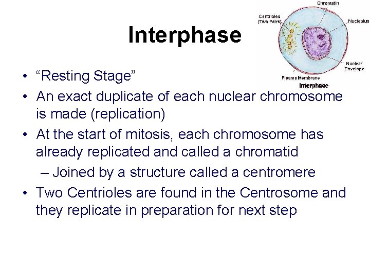 Interphase • “Resting Stage” • An exact duplicate of each nuclear chromosome is made