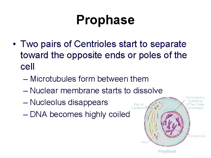 Prophase • Two pairs of Centrioles start to separate toward the opposite ends or