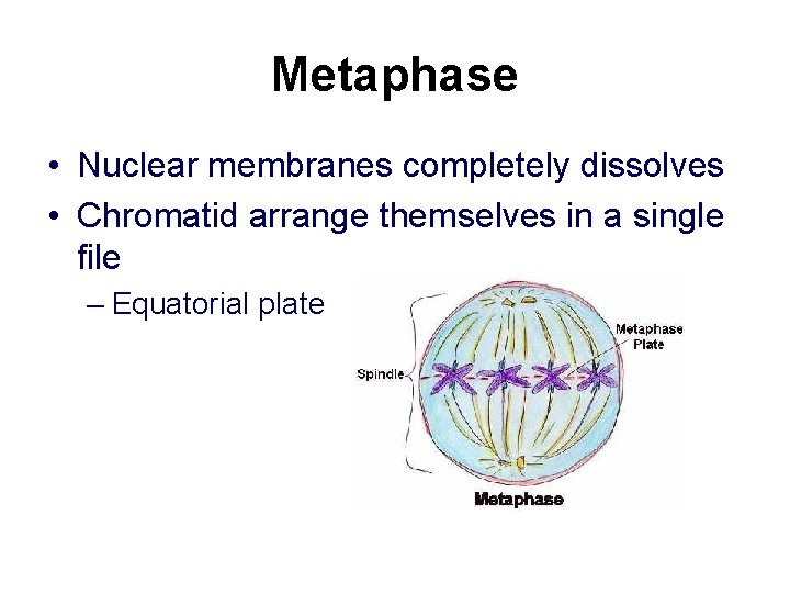 Metaphase • Nuclear membranes completely dissolves • Chromatid arrange themselves in a single file