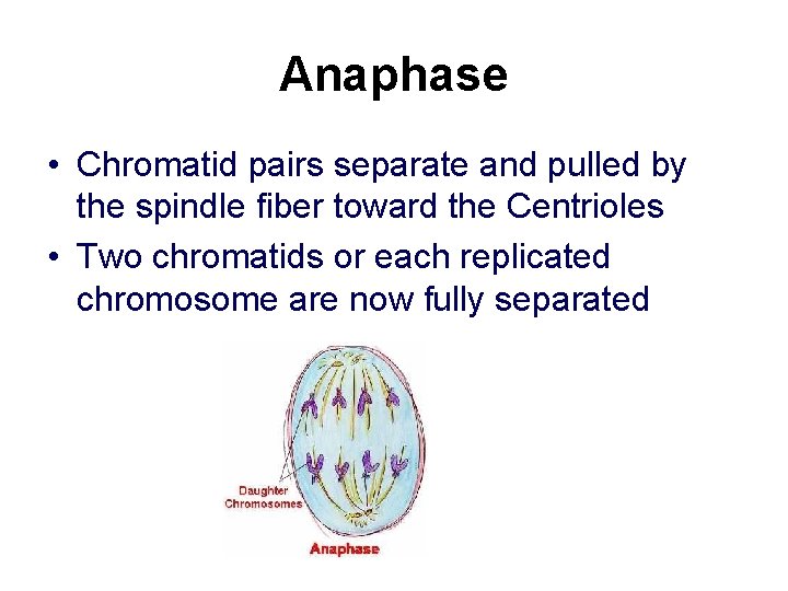 Anaphase • Chromatid pairs separate and pulled by the spindle fiber toward the Centrioles