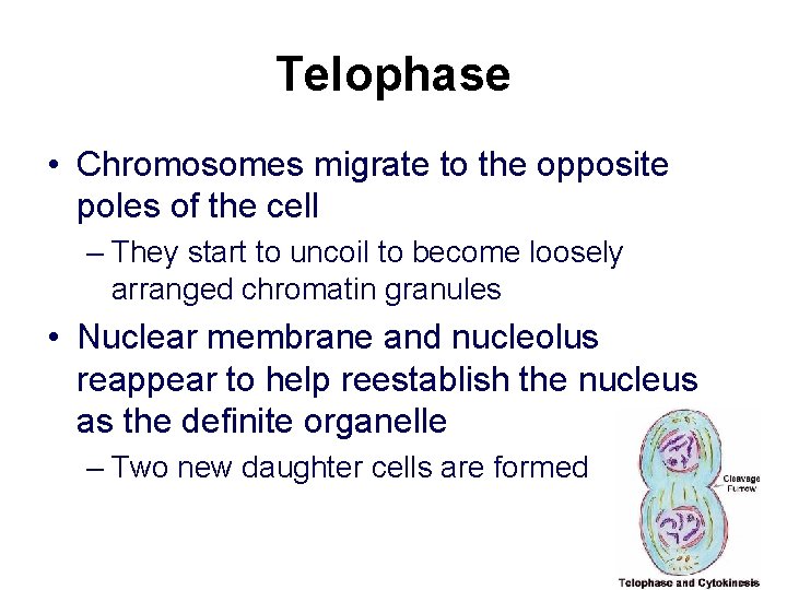 Telophase • Chromosomes migrate to the opposite poles of the cell – They start