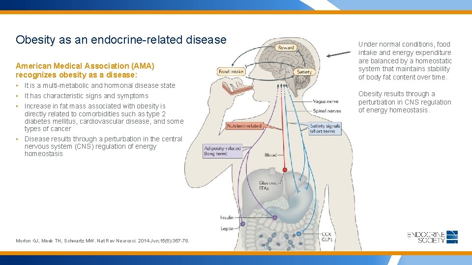 Obesity as an endocrine-related disease American Medical Association (AMA) recognizes obesity as a disease: