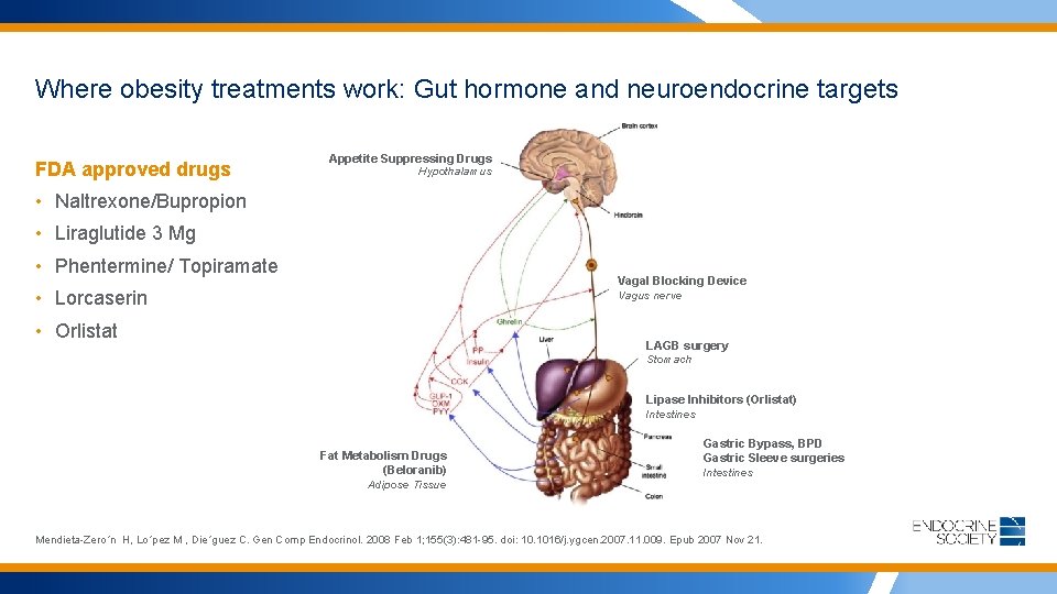 Where obesity treatments work: Gut hormone and neuroendocrine targets FDA approved drugs Appetite Suppressing